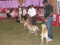 dog-show-mannuthy-thrissur-2011-9